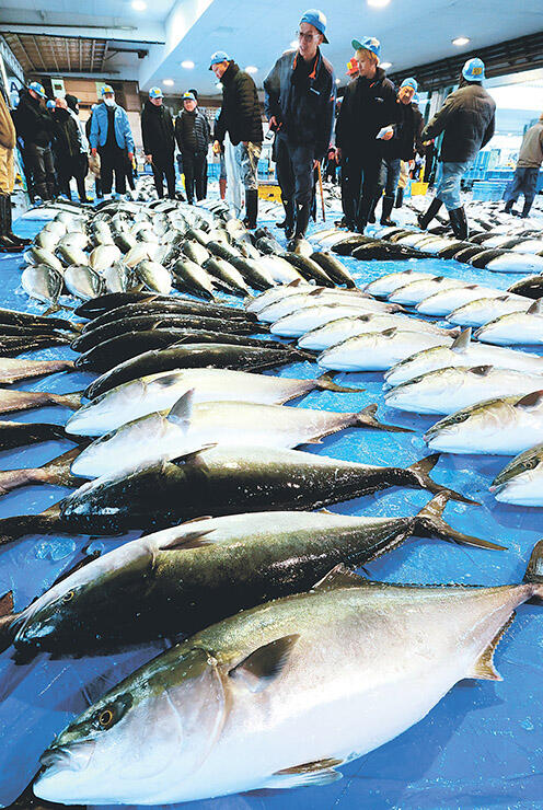 水揚げされ競り場に並ぶ「ひみ寒ぶり」＝氷見魚市場