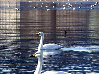 諏訪湖に愛らしい冬の使者　コハクチョウ今季初飛来