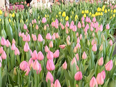 咲いた～咲いた～アイスチューリップの花が～♪色とりどり春先取り、長岡市の国営越後丘陵公園で展示会　2月9日まで
