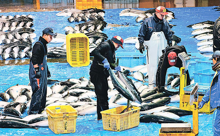 水揚げされ、競り場に並べられる「ひみ寒ぶり」＝９日、氷見魚市場