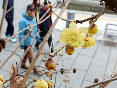 黄色き花、一足早い春の慈愛　立春の善光寺、ロウバイの花がほころぶ