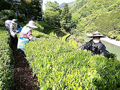 秘境の茶畑､応援しませんか　天龍村の協力隊員､オーナー募集　「力借りて景色守りたい守っていきたい」