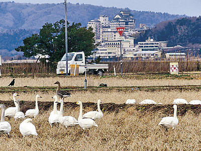 コハクチョウ田鶴浜に戻る　２月初の群れ確認　時国さん５３羽撮影