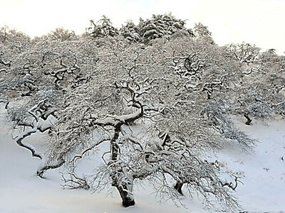 枝ぶり映える雪化粧　辰野町の国天然記念物「シダレグリ自生地」