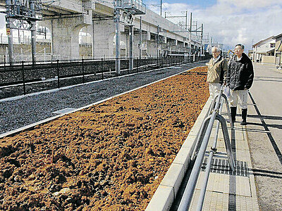 西松任駅に桜ロードを　 北安田南部土地区画組合　 線路沿いに３月、３０本植樹