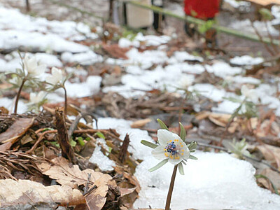 山あいに訪れる白い春､雪残る群生地に咲くセツブンソウ　千曲市
