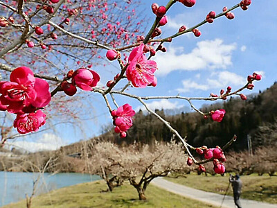 「青空に赤と白が美しい」　咲き始めた紅梅・白梅と春の共演　長野市の「ろうかく梅園」