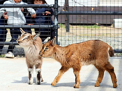 有メェになれるかな　トカラヤギの双子人気　須坂市動物園