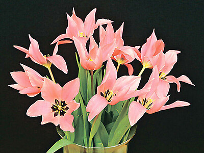 チューリップ新品種「春のワルツ」　富山県が命名、４月のフェアで展示