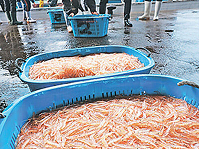 富山湾に春の宝石　シロエビ漁解禁