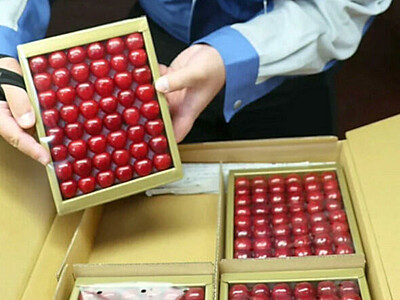 「宝石箱のよう」最上級は40個入り2万円、つやも甘さも上々のサクランボ　中野市でハウス栽培物の出荷始まる