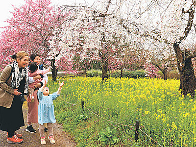 ソメイヨシノ咲き始め　県中央植物園で並木道のライトアップ始まる