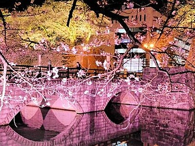 桜色の光　福井県都彩る　市内各地でライトアップ