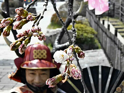 ソメイヨシノが「開花じゃ」おもてなし武将隊が宣言　上田市の上田城跡公園