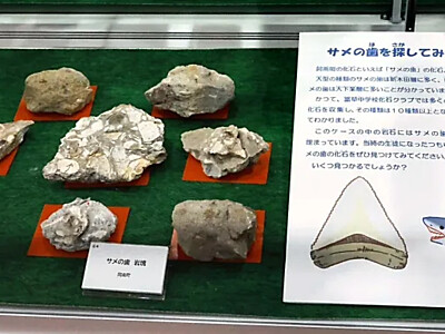 サメの歯や貝殻の化石が多数、阿南町は海だった　1700万年前の地層から出土の収蔵品展示館がオープンへ