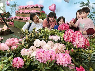 「映え」もバッチリ！「花木の女王」にうっとり♡長岡市の越後丘陵公園でシャクナゲ展示、花に囲まれ撮影スポットも