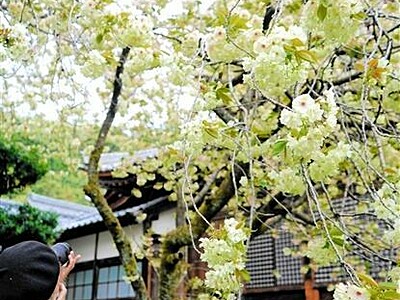 境内春のグラデーション　敦賀・西福寺　ウコンザクラ満開