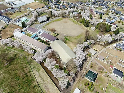 「五稜郭」を彩る春、桜あふれ浮かぶ「星」　佐久市の国史跡「龍岡城跡」で見頃