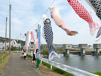 屋根より高く、青空をひらり♪　こいのぼり300匹、思い出のせて長岡市の渋海川沿いに舞う・5月10日まで