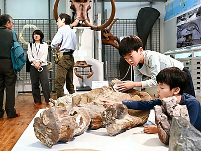 小学校で化石と出合う　化石標本室を一般公開、開室20周年で一部をリニューアル