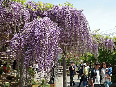 どの角度から見たい？１万以上のフジの花房...新潟市江南区の北方文化博物館　漂う甘い香り、来場者魅了