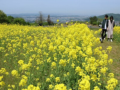黄色に染まったビュースポット♪越後三山と信濃川の雄大な流れ...心躍る絶景楽しんで　小千谷市の山本山高原で菜の花見頃