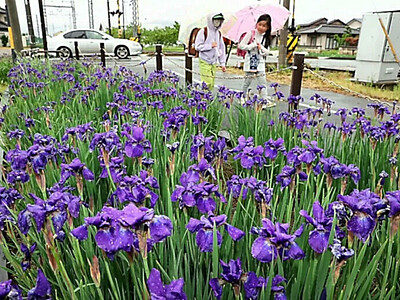 アヤメに雨、鮮やかさ増す紫色　長野市の柳原駅一帯で見頃に