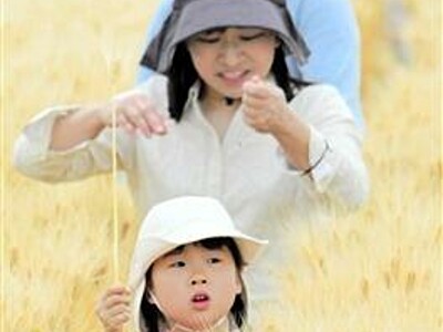 日本一の六条大麦畑を探検だ！　福井市殿下町で催し　ストロー作りも