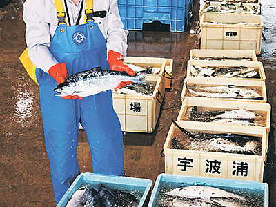 養殖サーモン３年目の出荷始まる　氷見・宇波浦漁業組合、太り具合良く味も良好