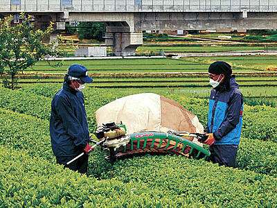 一番茶収穫、青々と　加賀市打越、新幹線バックに